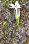 Wiregrass gentian